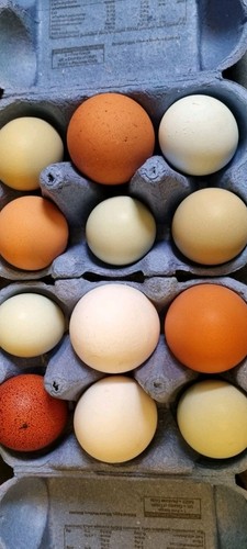 Free range mixed colour - range,