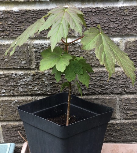 Sycamore tree acer - sycamore,