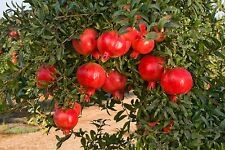 ☆Giant Pomegranate ☆Sweet & Juicy☆ 30-Seeds☆♡☆Hardy Variety For UK☆UK Seller☆