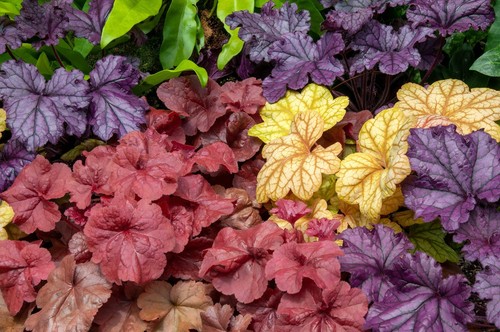 1200 mixed colors coral bells - 1200,