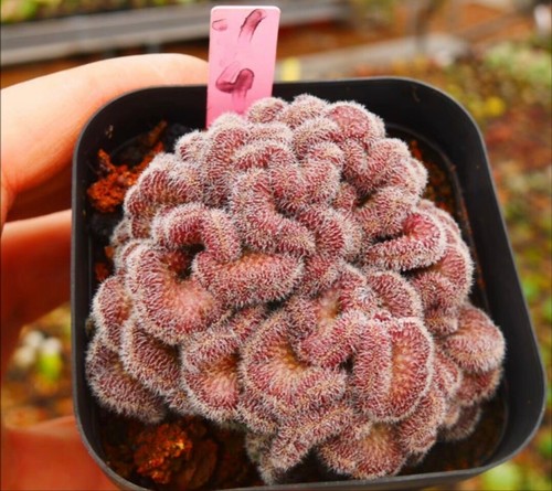 Rare mammillaria magnimamma - rare,