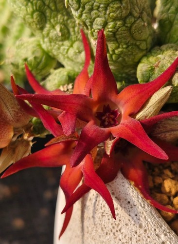 Stapelianthus insignis - , x