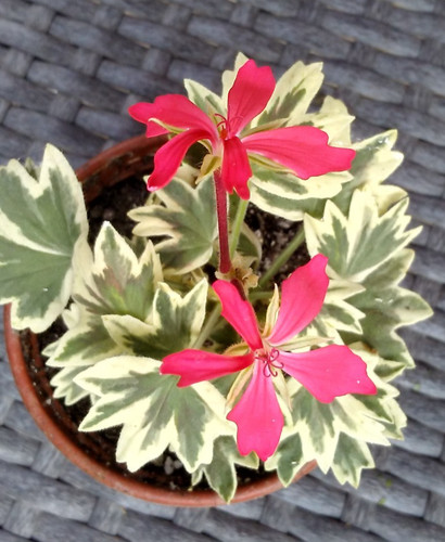 Pelargonium bob newing - pelargonium, newing”