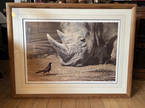 Rhino picture - picture,