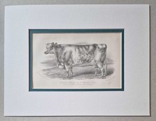 A.M. GAUCI Holly Bush, 1867