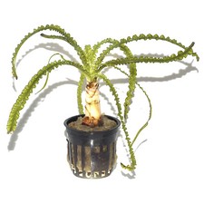 Crinum calamistratum Tropica Live Aquarium Plant - EU Grown Shrimp & Snail Safe