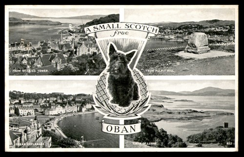 Postcard scottish terrier - postcard,