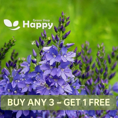Speedwell royal blue - speedwell,