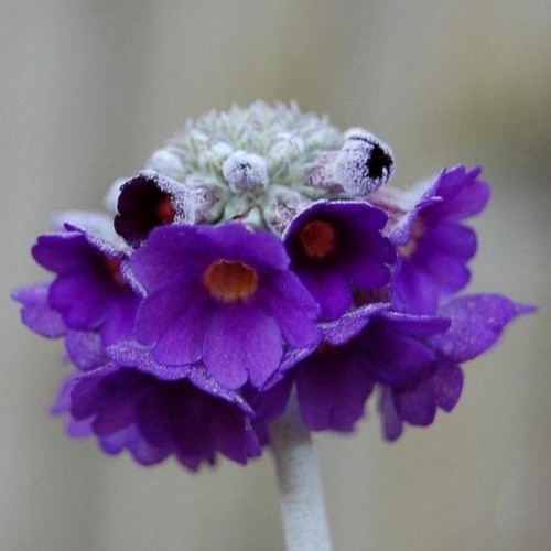 Primula capitata salvana 50 - capitata, -salvana