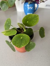 Pilea Peperomioides Chinese
