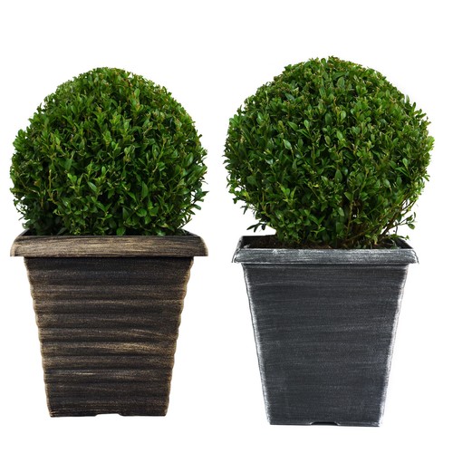 Biscotti flower pot decorative - biscotti,