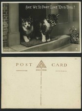 Beautiful Kittens CATS Part