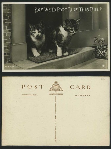 Beautiful kittens cats part - beautiful,