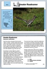 Greater Roadrunner #17.7 Birds - Grolier Wildlife Adventure Card