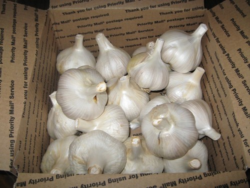 Pounds elephant garlic - of,