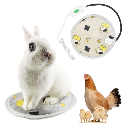 Littledropet rabbit guinea pig - littledropet,
