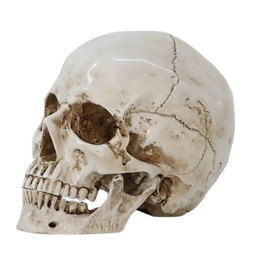 Life size human skull - human,