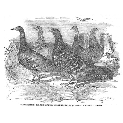 Carrier pigeons used - carrier, in
