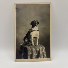 RPPC Postcard Jack Russell