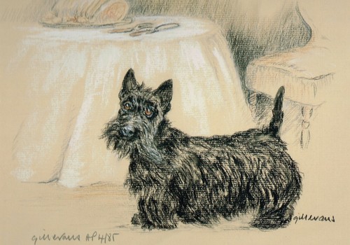 Scottish terrier scottie dog - terrier,