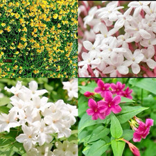 3 x Climbing Jasmine Plants