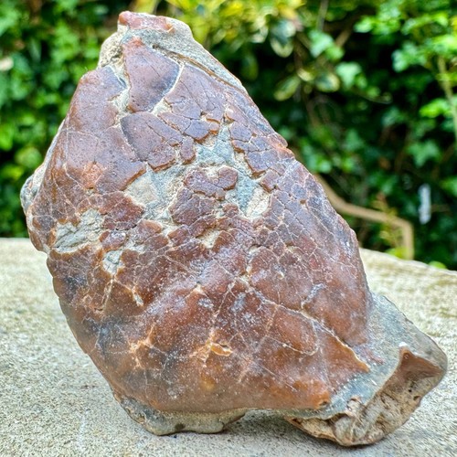 Rare galene bispinosa crab - bispinosa,