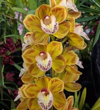 Cymbidium Drouin Masterpiece