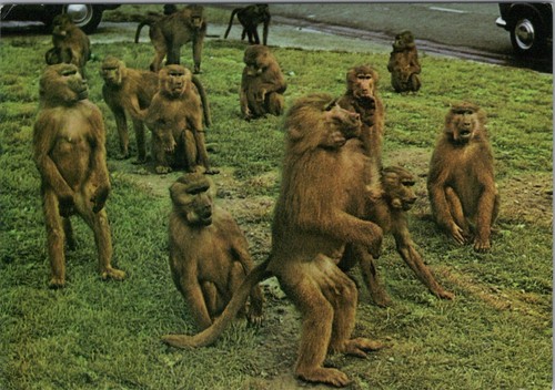 Animals postcard baboons - animals,