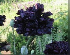 300  Seeds Black Peony Poppy