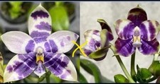 Phalaenopsis LL Blue Magpie X Mituo Blue Warrior Orchid Plant