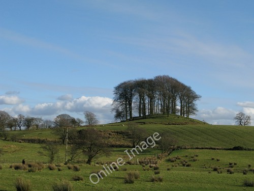 Photo 12x8 trees - 12x8,
