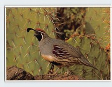 Postcard Gambels Quail