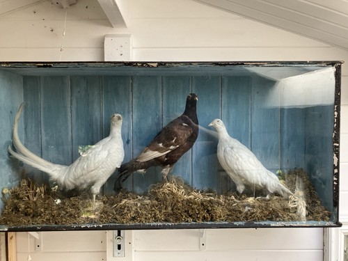Three taxidermy pheasants - three,