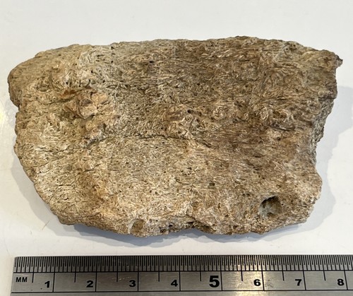 Triceratops frill bone - triceratops, wyoming