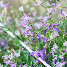Night Scented Stock Plug