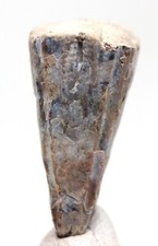 RARE CONULARIID Fossil Extinct