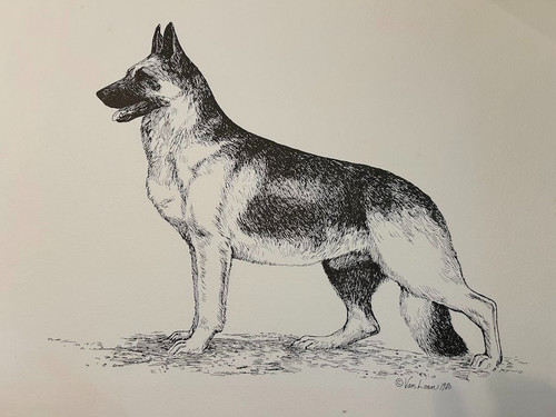 German shepherd signed - signed, limited
