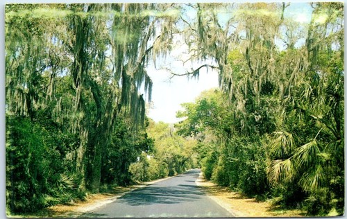 Postcard spanish moss - postcard,