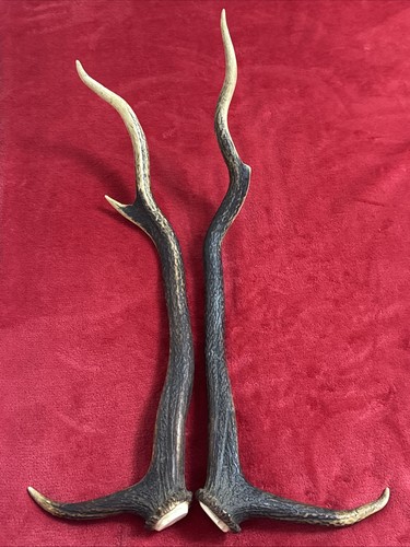 Pair red deer - red, 598g