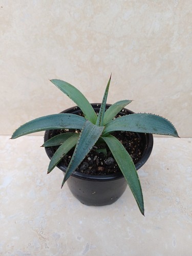 Agave parryi var neomexicana - parryi,