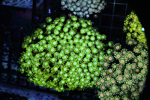 Neon green goniopora colony - green,