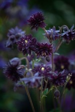 3 x Aquilegia vulgaris Black