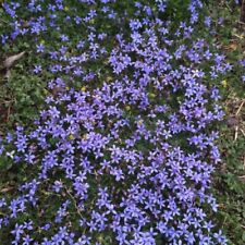 Pratia Plug Plants Alpine Violet Blue Flowers Garden Hardy Evergreen, Pack of 3