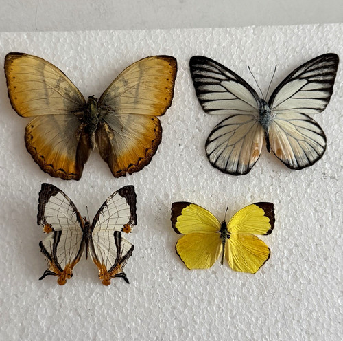 Entomology butterfly specimen - entomology,
