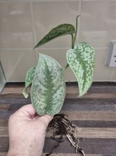 Scindapsus Pictus Exotica treubii / Trebie Silver Satin Rare Rooted 3-4 Leaves