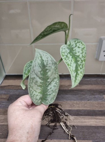 Scindapsus pictus exotica - scindapsus,