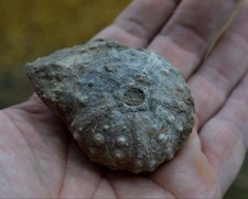 RARE ECHINOID FOSSIL SEA URCHINS OURSIN SEEIGEL Gymnocidaris Bulgaria Aptian A22