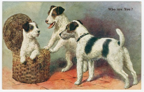 Wire haired fox terrier - terrier, dogs