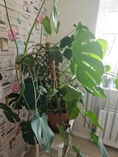 Huge Indoor 140 cm Potted