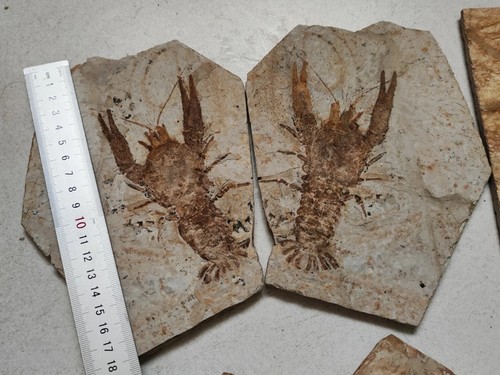 Pair cretaceous period - pair,